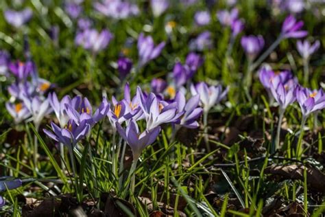 Crocus Flower Meaning and Exciting Symbolism .